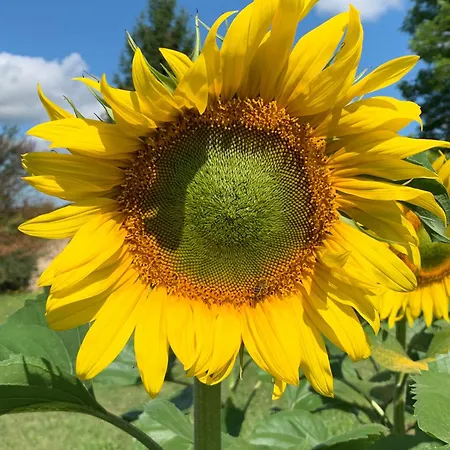 Cute 2 Bed - Fources, Gascony Сasa de vacaciones