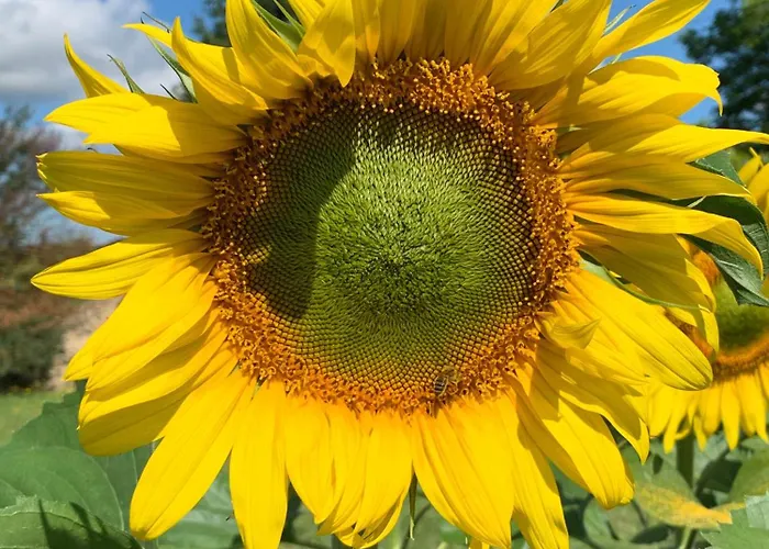 Cute 2 Bed - Fources, Gascony Vakantiehuis